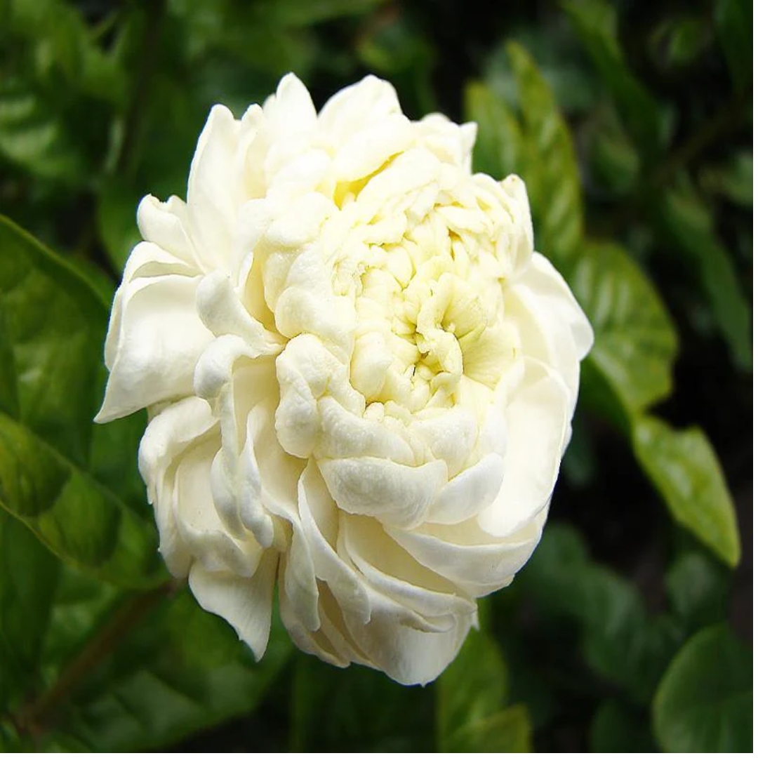 Mogra Fragrances